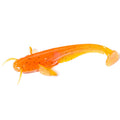 Catfish 2" (10pcs.), #049 - Orange Pumpkin/Black